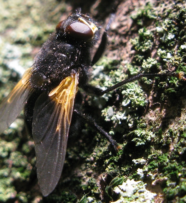 Calliphora o..